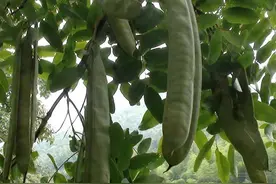 农村这棵长“豆角”的树，有很高的价值图片