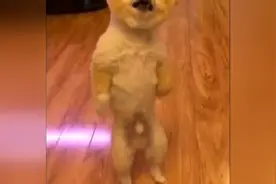 狗狗生气自己的毛被剃视频封面