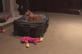 狗猫玩具大战，小奶狗超凶几声叫唤吓得猫咪声都不敢吭