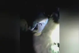 拿手电筒捅斑鸠窝视频封面