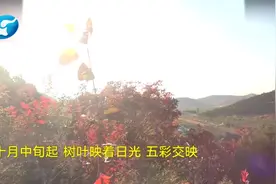 徒步踏秋舞彩浅山 与各种颜色不期而遇视频封面