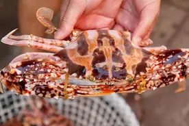 螃蟹捆绑大法，2根小皮筋就搞定，再凶猛的螃蟹，都得乖乖就擒！视频封面