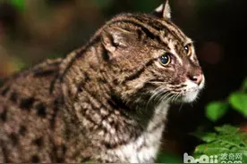 钓鱼猫：钓鱼归来，已过10年图片