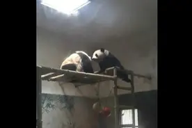 熊猫成就和双好在杭州动物园的第一个周末