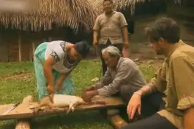 到底是什么老鼠，竟然跟猪仔一样大！还是当地美食特别贵