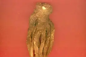 #宕昌道地中药材#哈达铺当归图片