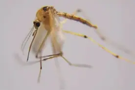 科普丨小强（蟑螂）又叫蜚蠊，怎么念都违和（图高能，虫恐慎入）图片