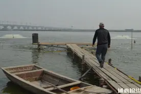 华北地区鲤鱼养殖户亩利润四千块经验分享图片