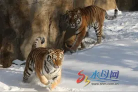 烟台动物园东北虎吃着"雪糕"撒着欢 找到老家的感觉图片