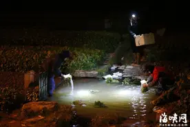 福州菜市“冰点生活”：菜农菜贩生计从凌晨开始图片