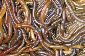 超强冷空气让黄鳝市场销量再次下滑图片