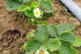 专家给你解答为何小白菜烂死？茄子一边枯萎一边没事？图片