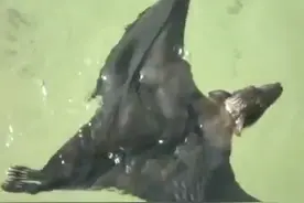 蝙蝠原来是这么游泳的，看着好吓人