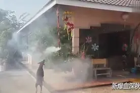 神啊！这条狗好厉害，口咬点燃的爆竹！视频封面