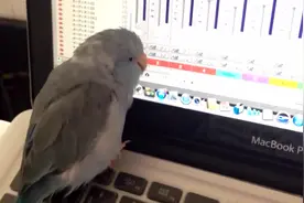 小鹦鹉听着愉快治愈的音乐视频封面