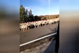高速路上小绵羊回家的状观场面视频封面