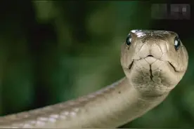 全球毒蛇大比拼 盘点全球最恐怖的毒蛇图片