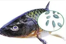 鱼胆有毒不能吃，说法到底是否真实可靠呢？丨健康图片