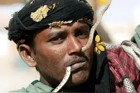 盘点全球蛇人部落 不会捕蛇被视为“败家子”图片