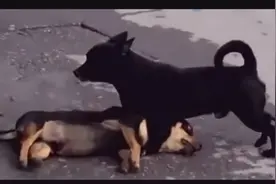 流浪狗看见死去的同伴，痛哭拍打！让人看得心酸！视频封面