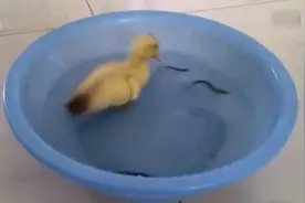 小鸭子吃泥鳅，小鸭子内心是崩溃的，忙死鸭子了视频封面
