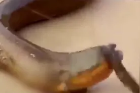 小腿那么粗的巨型泥鳅你见过吗？大蟒蛇似的，看着很吓人视频封面