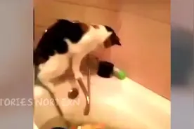 超萌猫咪被面包机弹出的面包吓坏视频封面