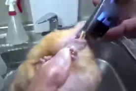 实拍兽医给仓鼠剪牙的全过程视频封面