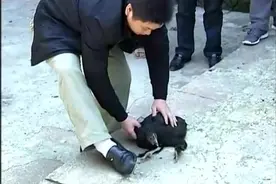 真正民间武术秘传的葵花点穴手，点动物、点人都可以