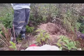 看农村人如何捕捉野山蜂做药材泡酒，有生命危险