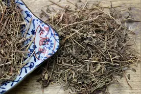 在农村你见过这种能当药材，还能食用的野菜“卧蛋草”吗?