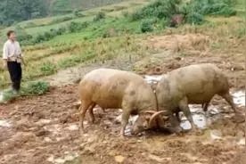 今天的农活是干不成了，水牛见了邻居家水牛就想打架，根本分不开