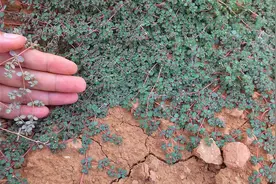 中医都可能不认识的药材“卧蛋草”，到底有什么作用呢?