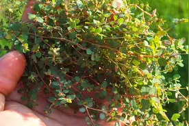 在乡下经常遇见的“卧蛋草”，既能拿来吃又能入药!