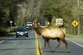 “麋鹿测试”全是猫腻，怎样把你耍得团团转！图片