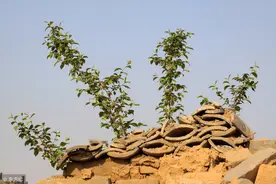 小说：少年穿越到大唐，用农药解决蝗灾，李世民封赏国公还想图片