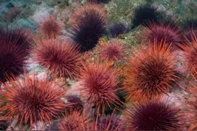 糖——仍然是造成多种疾病肆虐全球和许多人流离失所的推手图片