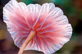 第1章 鲍勃：过目不忘图片