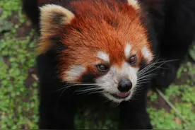 1先知和忠实信徒图片