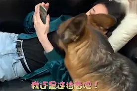德牧犯错惹妈妈生气当妈妈张开双手原谅它后立刻扑进妈妈怀里