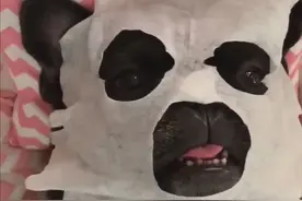 狗狗敷面膜真的能达到最棒的保养效果唷!! 表情超萌的