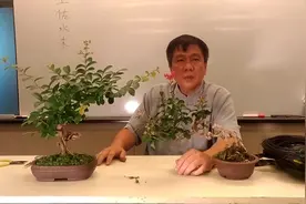 台湾盆景名师讲授百日红紫薇花后修剪技巧视频封面