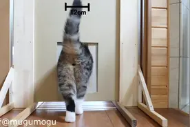 猫到底能从多窄的缝隙中穿过？网友做了这样一个实验，液体石锤了
