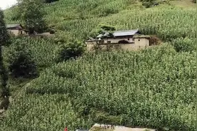 大凉山悬崖村的村民为何不愿搬来？看看这地势，只有山上有地