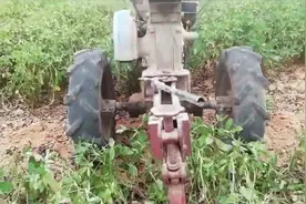 全国花生看山东，鲁东地区的花生是这样收获的，农民可真不容易