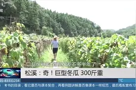 巨型冬瓜重达300斤，生长周期长达半年视频封面