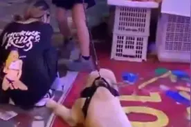 陪女人逛街那么活泼的狗也趴下了，平时我们男人的处境多么危险！视频封面