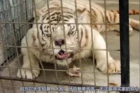 有史以来最丑的老虎，近亲繁殖的结果，原因令人心痛