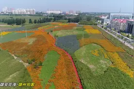 航拍雄安新区万亩花海视频封面