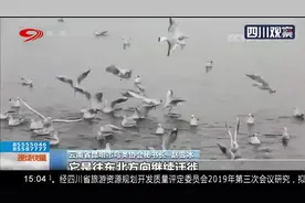 科研人员新发现一条红嘴鸥迁徙路线视频封面